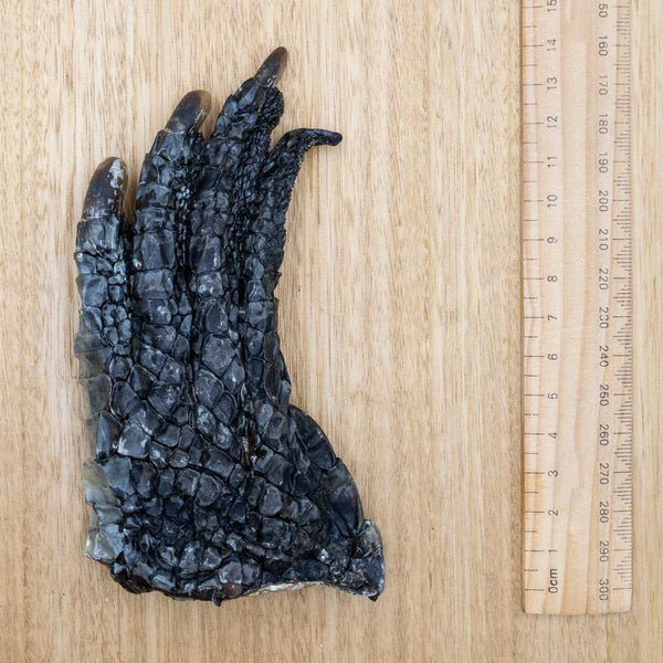 Crocodile Feet