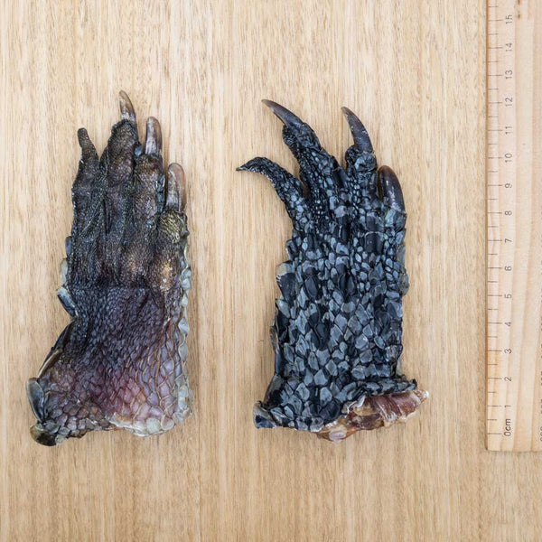 Crocodile Feet