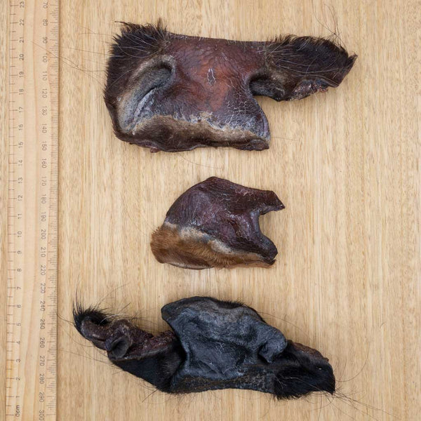 Cow Snout Pieces